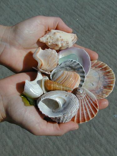 My Shell Collection