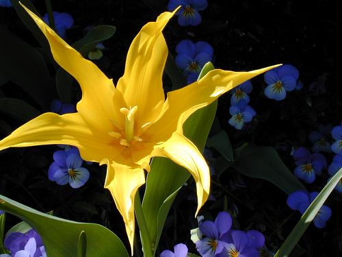 Tulip in the Sunshine