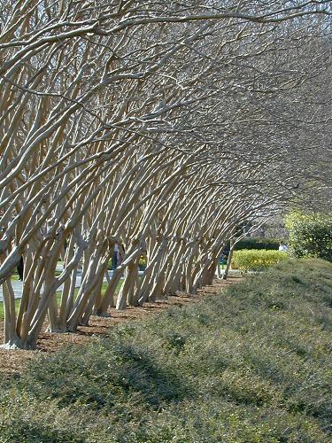 Texas Trees