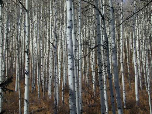 Aspens