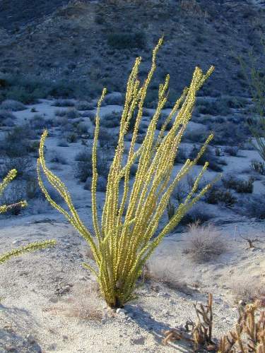 Ocotillo in Bloom