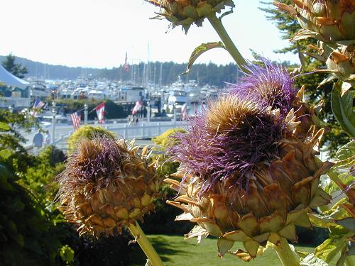 Roche Harbor