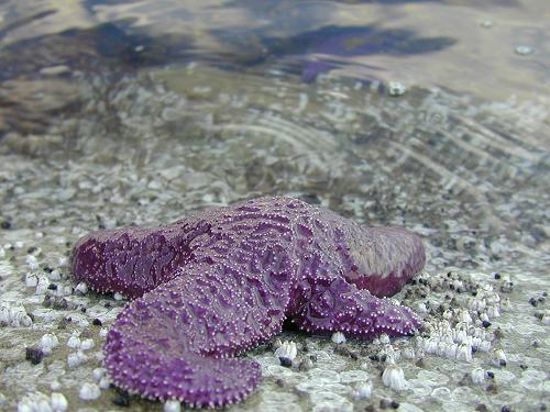 Ochre Sea Star