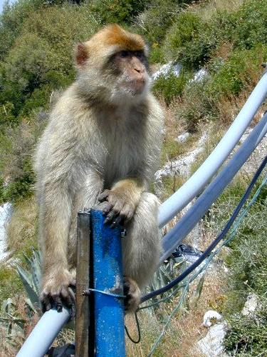 Gibraltar Monkeys