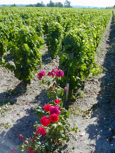 Grapes and Roses