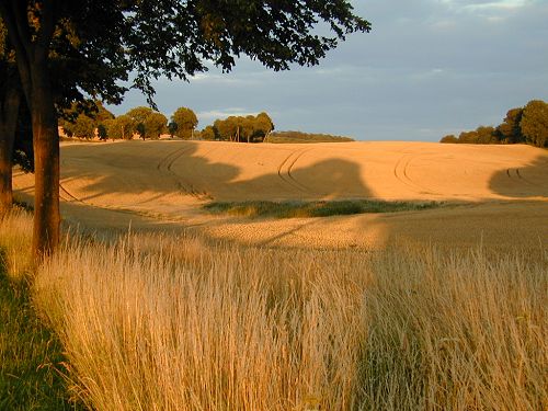 Rolling Wheat