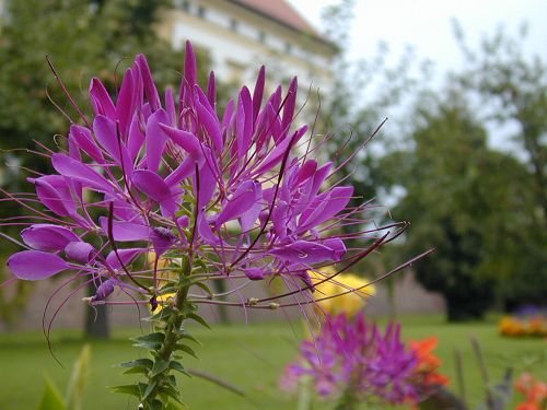 Dachau Town