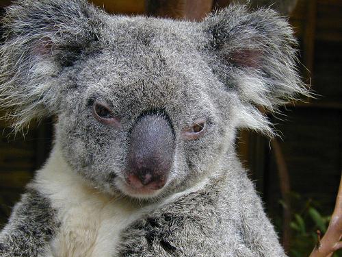 Koala