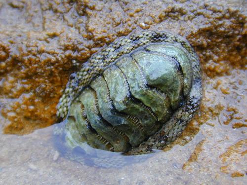 Chiton