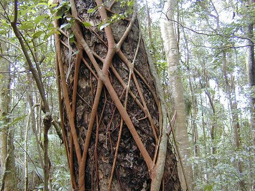 Strangler Fig