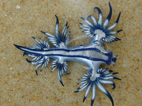 Nudibranch