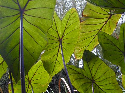 Mask Plant