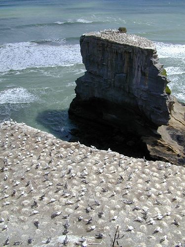 Gannet Colony