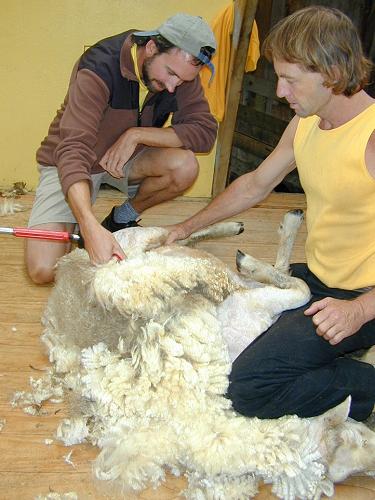 The Barber of New Zealand