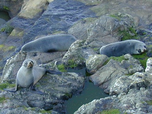 Sea Dogs