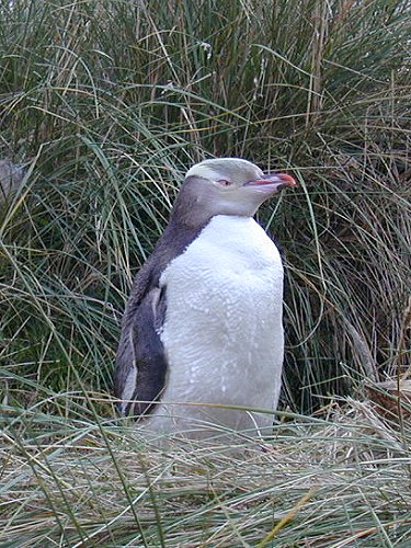 Yellow-Eyed Penguin