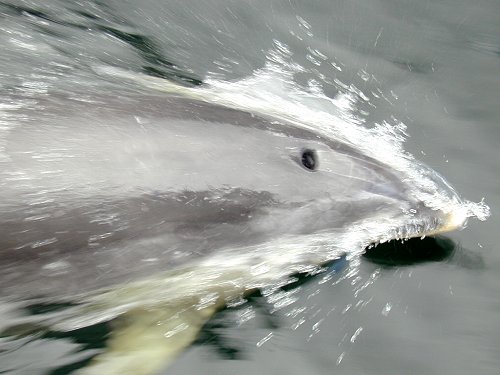 Bottlenose Dolphin