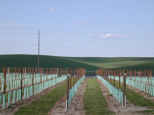 Walla Walla Vineyard