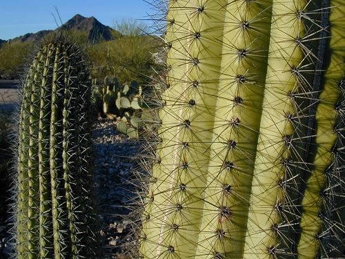 Cactus Close-up