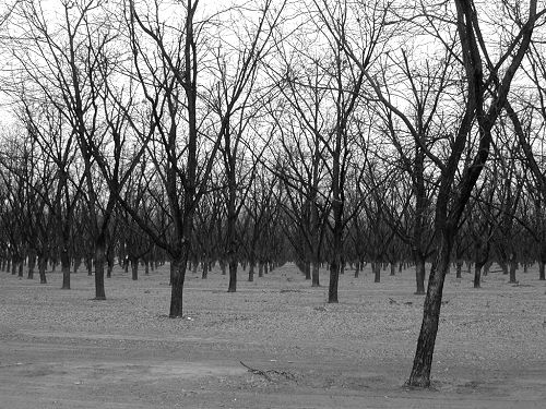 Pecan Trees