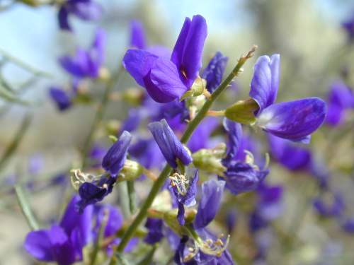 Desert Flower