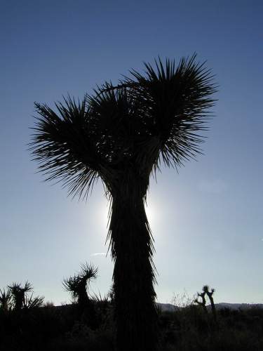 Joshua Tree